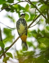 Scaly breasted bulbul, Pycnonotus squamatus Royalty Free Stock Photo