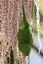 Scaly-breasted Lorikeet