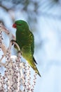 Scaly-breasted Lorikeet Royalty Free Stock Photo