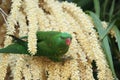 Scaly-breasted Lorikeet