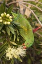 Scaly breasted lorikeet