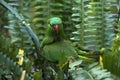 Scaly-breasted lorikeet in fern, is also known as  gold and green lorikeet,  green lorikeet, or green parrot Royalty Free Stock Photo