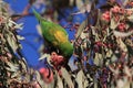 Scaly-breasted Lorikeet (Trichoglossus chlorolepidotus), queensland, australia Royalty Free Stock Photo