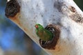 Scaly-breasted Lorikeet (Trichoglossus chlorolepidotus), queensland, australia Royalty Free Stock Photo