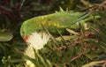 Scaly breasted lorikeet.