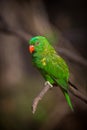 Scaly-breasted lorikeet in the nature park