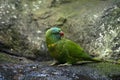 Scaly-breasted lorikeet sitting on rock ledge, is also known as gold and green lorikeet,  green lorikeet, or green parrot Royalty Free Stock Photo