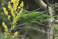 Scaly-breasted lorikeet