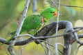 Scaly-breasted lorikeet