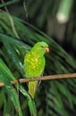 Scaly Breasted Lorikeet, trichoglossus chlorolepidotus, Adult standing on Branch, Australia