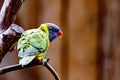 scaly-breasted Lorikeet, Trichoglossus chlorolepidotus, excels in bright colors and has a red-blue bib Royalty Free Stock Photo