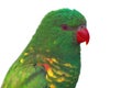 The scaly-breasted lorikeet ,Trichoglossus chlorolepidotus, isolated portrait.Portrait of green parrot on the branch with white