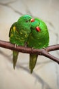 Scaly-breasted Lorikeet, Trichoglossus chlorolepidotus, pair of green parrot, sitting on the branch, courtship love ceremony, East Royalty Free Stock Photo