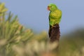 Scaly-breasted lorikeet (Trichoglossus chlorolepidotus) Royalty Free Stock Photo