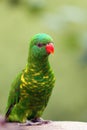 The scaly-breasted lorikeet Trichoglossus chlorolepidotus, portrait. Portrait of a green parrot