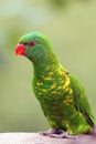 The scaly-breasted lorikeet Trichoglossus chlorolepidotus, portrait.