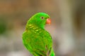 Scaly-breasted Lorikeet Trichoglossus chlorolepidotus Royalty Free Stock Photo