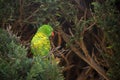 Scaly-breasted lorikeet trichoglossus chlorolepidotus Royalty Free Stock Photo