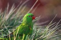 Scaly-breasted lorikeet Trichoglossus chlorolepidotus sitting on the ground in the grass. Green parrot on the ground in a Royalty Free Stock Photo