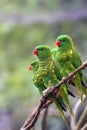 The scaly-breasted lorikeet Trichoglossus chlorolepidotus, three adults on a branch with a light background. Three green parrots