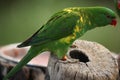 Scaly-breasted lorikeet (Trichoglossus chlorolepidotus) Royalty Free Stock Photo