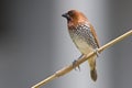 Scaly breasted munia Royalty Free Stock Photo