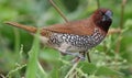 Scaly breasted munia