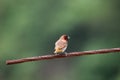 Scaly breasted munia