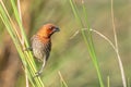 Scaly-breasted munia or Spotted munia Lonchura punctulata Royalty Free Stock Photo