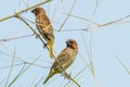 Scaly-breasted Munia bird Royalty Free Stock Photo