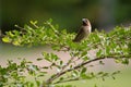 Scaly-breasted Munia bird in brown color with marking on breast Royalty Free Stock Photo