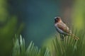 Scaly breasted Munia Bird with colourful back drop Royalty Free Stock Photo