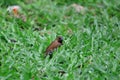 Scaly- Breasted Munia Bird Eating Grass Seed On the Lawn