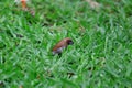 Scaly- Breasted Munia Bird Eating Grass Seed On the Lawn