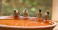 Scaly-breasted munia bird family