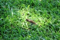 Scaly-Breasted Munia Bird On Green Grass