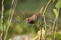 Scaly-breasted munia bird in Nepal Royalty Free Stock Photo