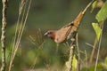 Scaly-breasted munia bird in Nepal Royalty Free Stock Photo