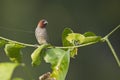 Scaly-breasted munia bird in Nepal Royalty Free Stock Photo