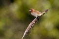 Scaly-breasted munia bird in Nepal Royalty Free Stock Photo