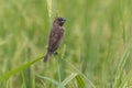 Scaly-breasted Munia bird perching and eating weed or grass seed In the filed Royalty Free Stock Photo