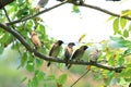 Scaly-Breasted Munia Birds On the Branch Royalty Free Stock Photo