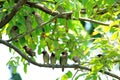 Scaly-Breasted Munia Birds On the Branch