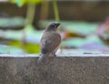 Scaly-breasted Munia Royalty Free Stock Photo