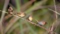 Scaly-breasted munia family bird in Nepal Royalty Free Stock Photo