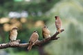 scaly breasted munia family on a tree branch Royalty Free Stock Photo