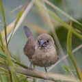 Scaly-breasted Munia Royalty Free Stock Photo