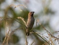 Scaly-breasted Munia