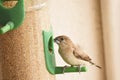 The Scaly-breasted Munia, Lonchura punctulata, also called the Spice Finch on a Window Bird Feeder, Pune, Maharashtra, India Royalty Free Stock Photo