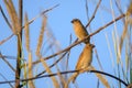 Scaly-breasted Munia, Lonchura punctulata Royalty Free Stock Photo